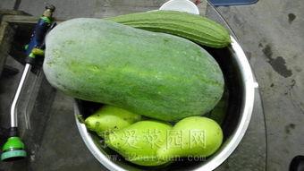 唐园吃瓜视频,揭秘娱乐圈幕后故事